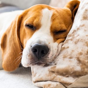 A Warning To Pet Owners Who Smoke