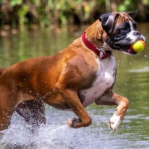 How to Wash Kong Dog Bed: Easy Steps for a Fresh, Clean Spot